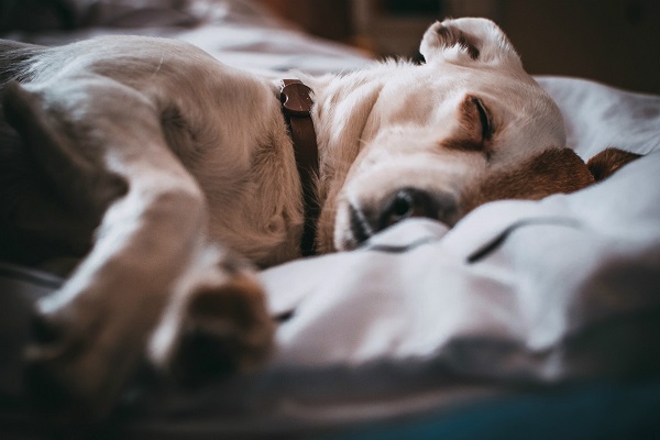 cane tra le coperte