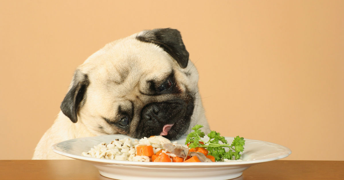 I cani possono mangiare il riso?