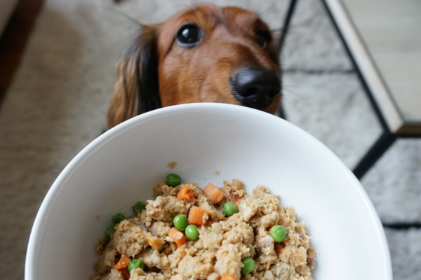 cane e cibo