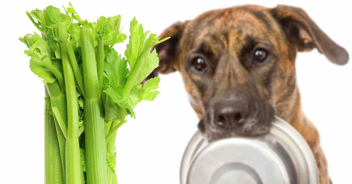I cani possono mangiare il sedano?