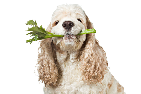 cane con sedano in bocca