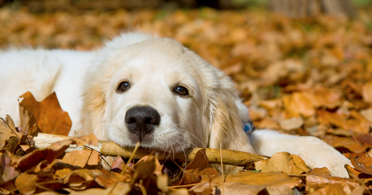 I cani possono mangiare la cannella?