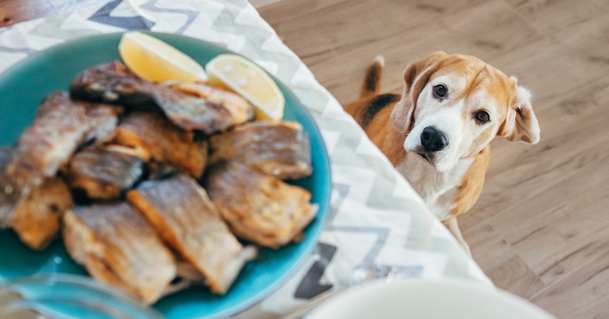 I cani possono mangiare le aringhe?