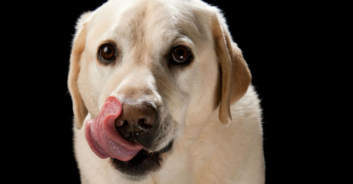 I cani possono mangiare le nocciole?
