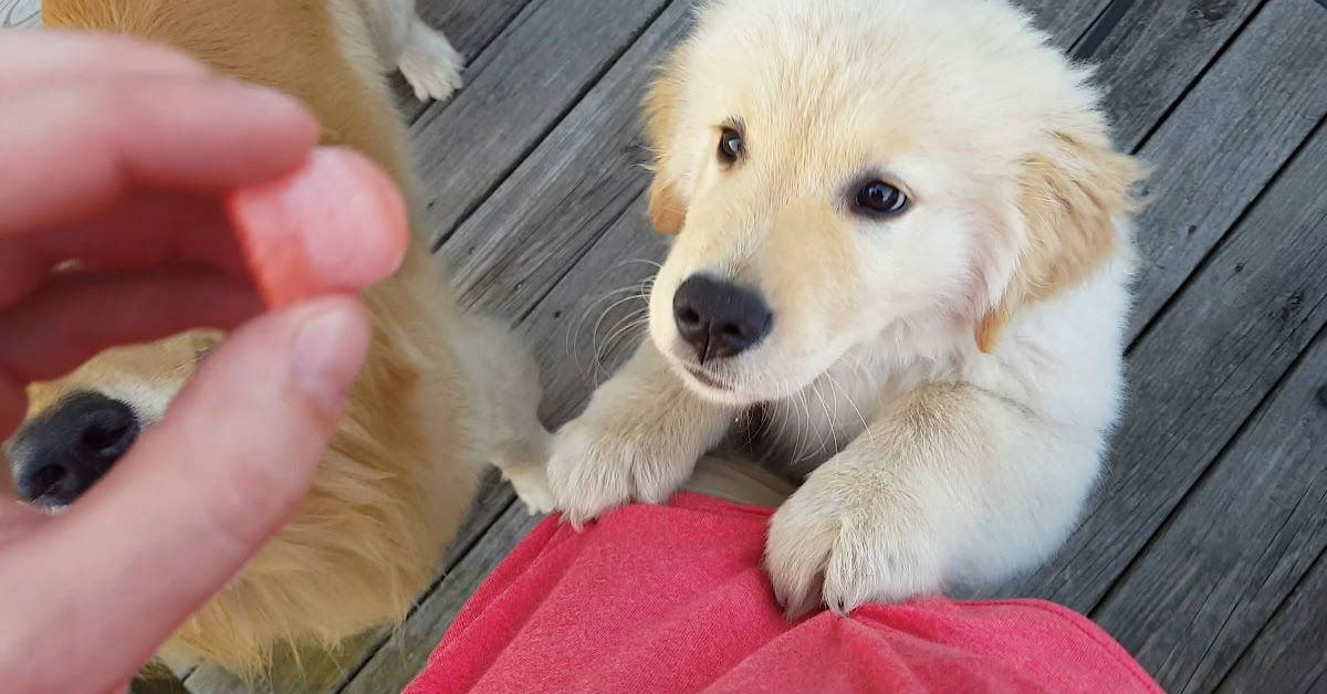 I cani possono mangiare l’anguria?