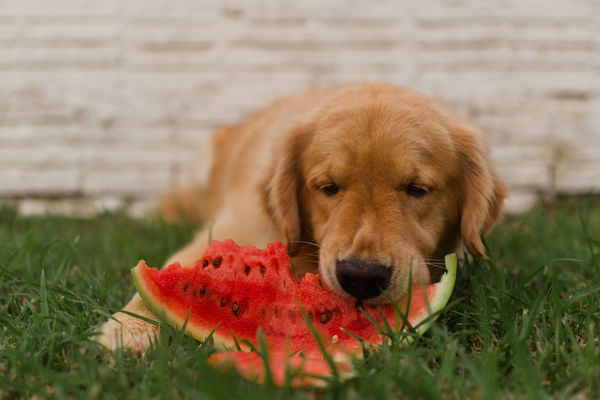 cane che mangia la frutta