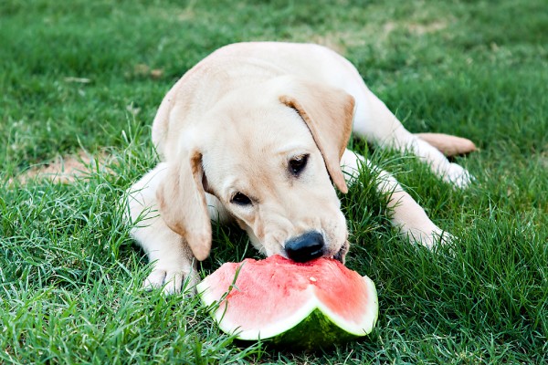 cane sul prato