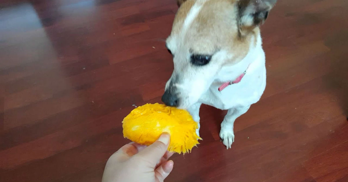 I cani possono mangiare il mango?