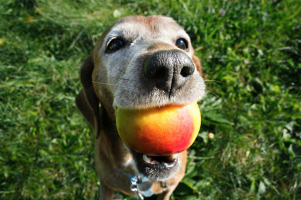 cane con mango in bocca