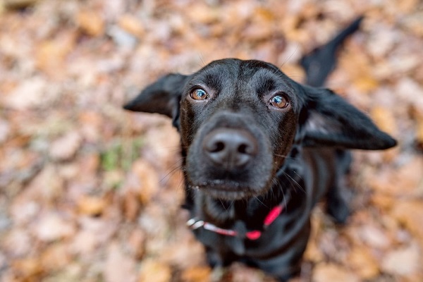 foto del cane dall'alto