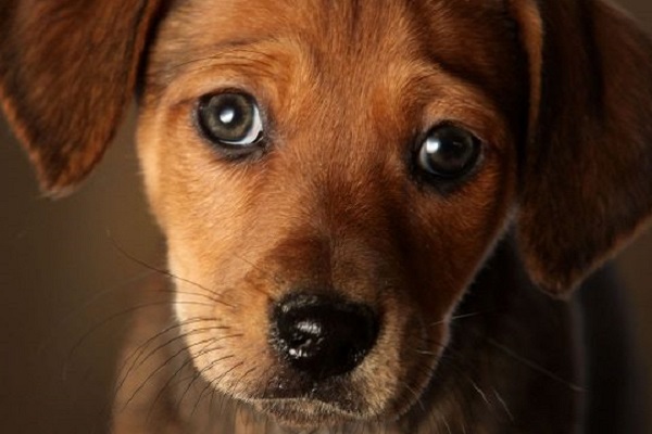 cucciolo di cane