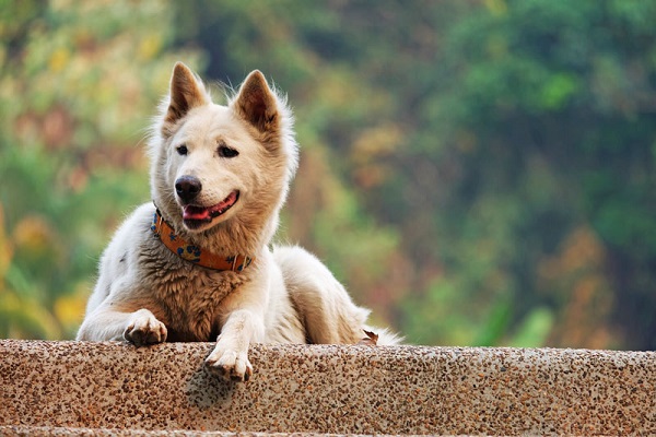 cane su muretto