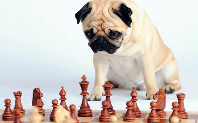 cane carlino guarda gli scacchi