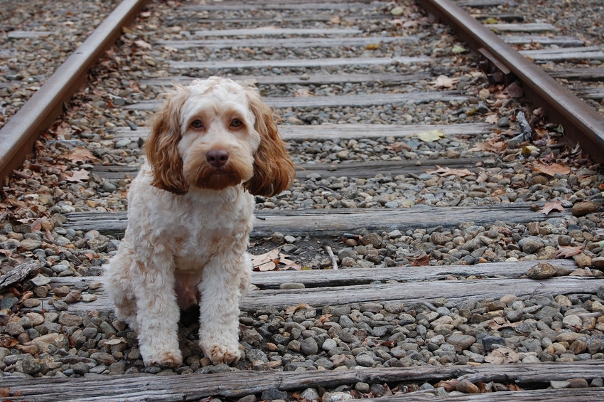 cane su rotaie del treno