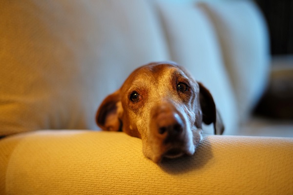 cane sul divano