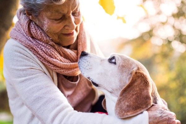 un cane anziano viene accarezzato