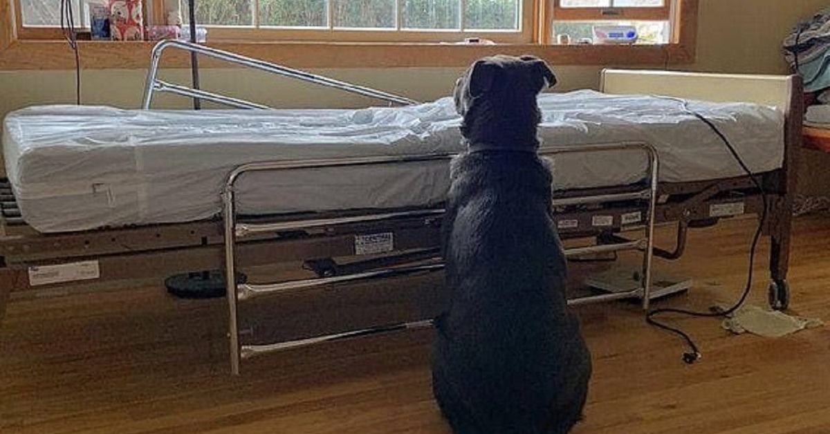 Il cane attende invano il ritorno del proprietario