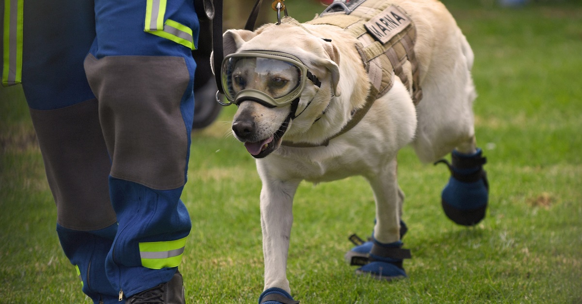 Il cane Frida, star del Messico, va in pensione