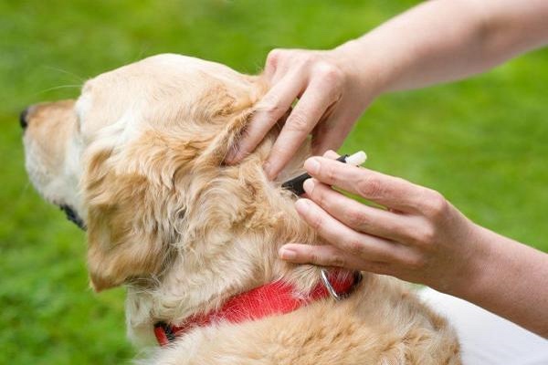 antiparassitario al cane