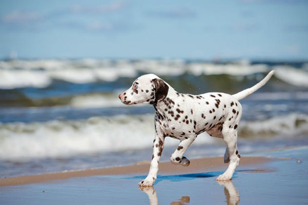cane dalmata in spiaggia