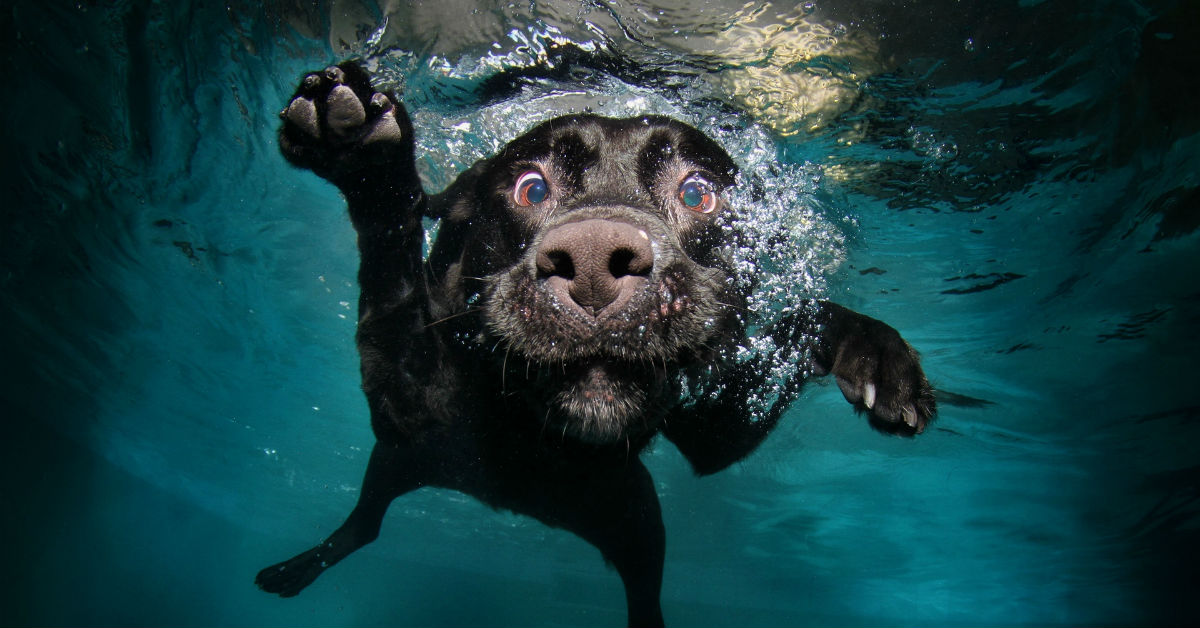Il cane non nuota, è normale? Cosa succede?