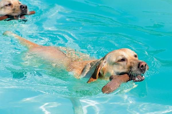 addestramento cani in acqua