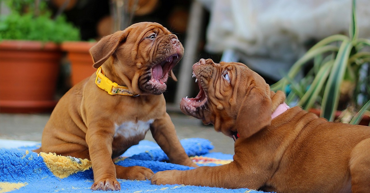 Il cane non va d’accordo con gli altri cani, cosa fare?