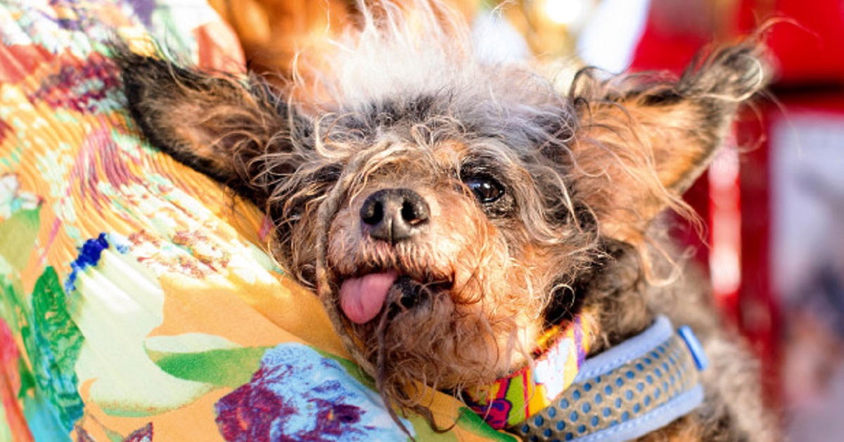 Il cane più brutto del mondo