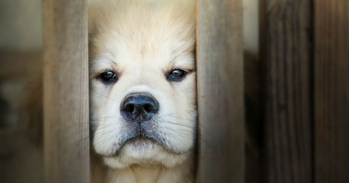 Il cane rifiuta i cuccioli: perché lo fa e cosa serve sapere