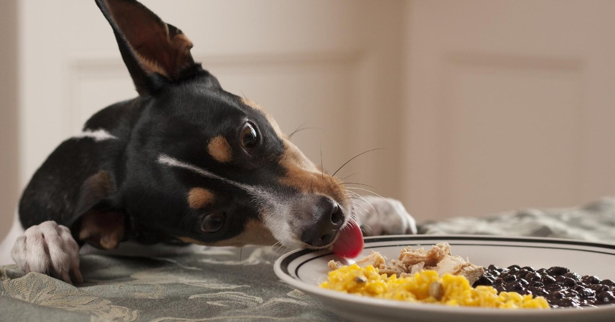 Cibi cotti in casa buoni per i cani: ecco quali sono