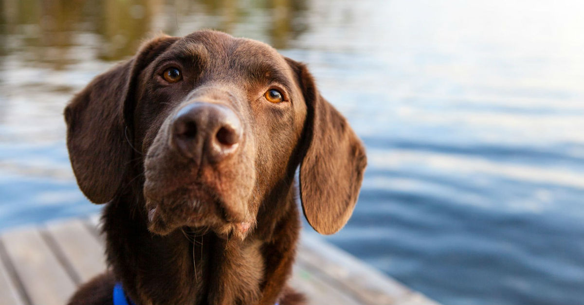 Il cane si opera: cosa succede?