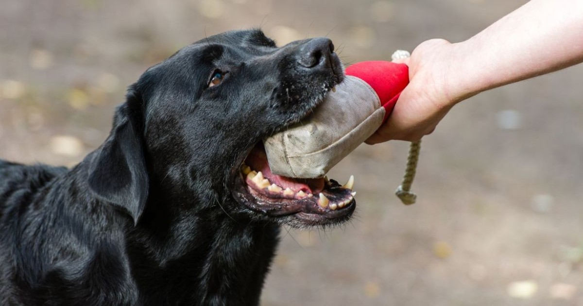 Come insegnare al cane il comando lascia