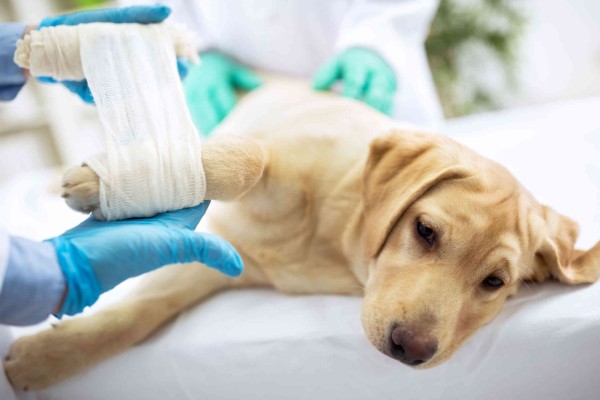 un cane con la zampa fasciata