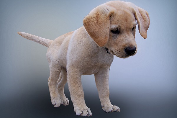 cucciolo di cane