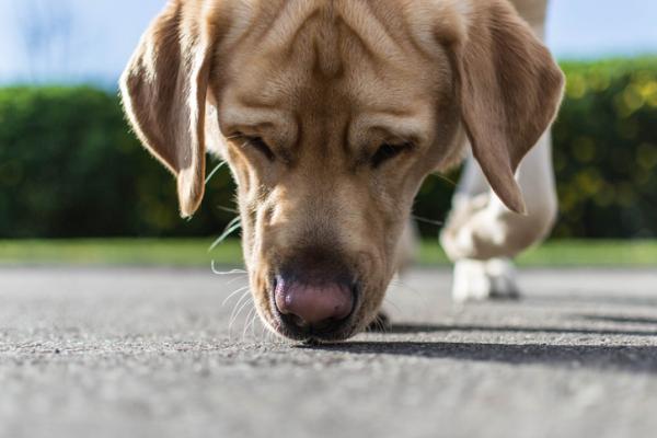 cane che annusa