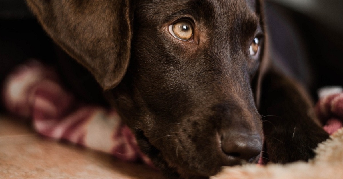 Incontinenza nel cane: cosa succede, cosa sapere