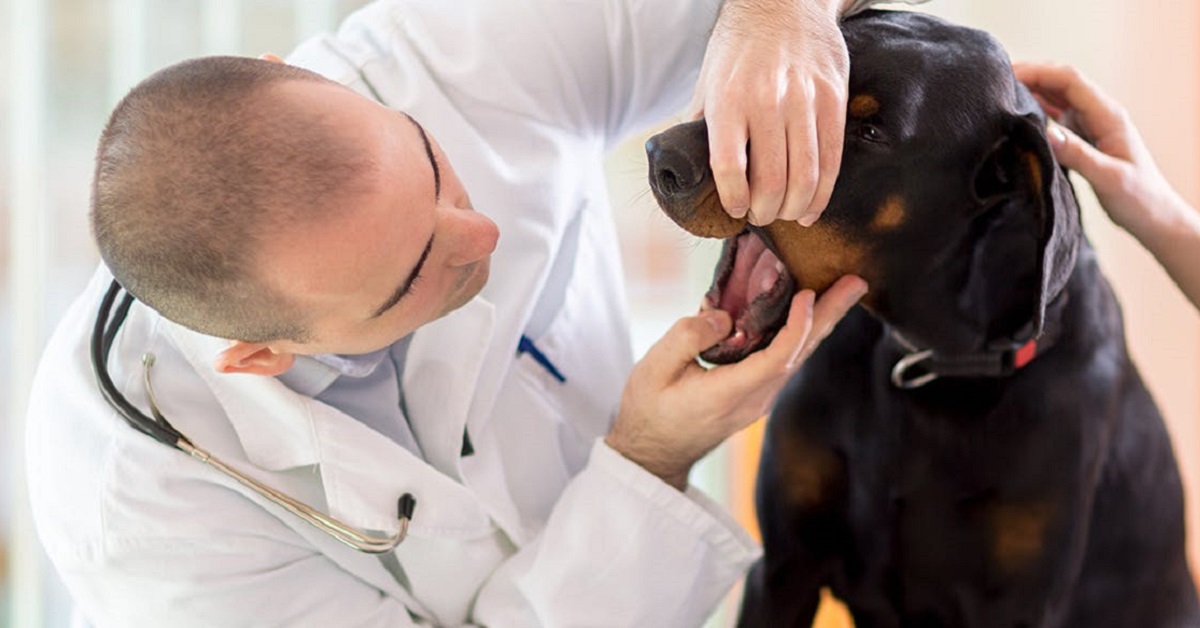 veterinario visita cane