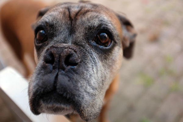 cane che guarda