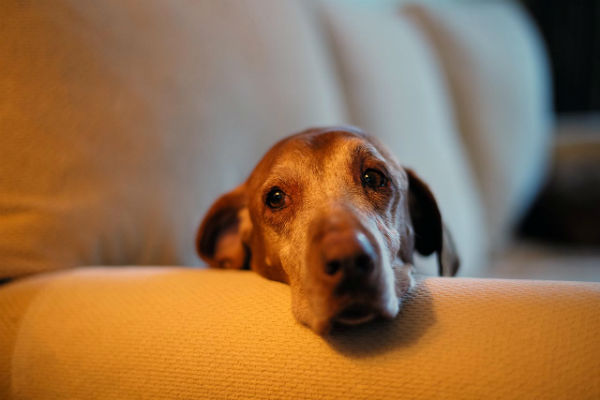 cane sul divano