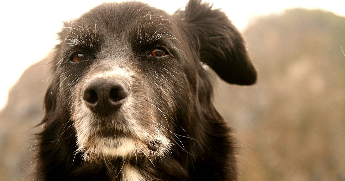 Infiammazioni delle arterie dei cani