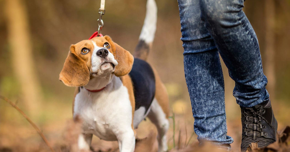 Come insegnare al cane il comando piede