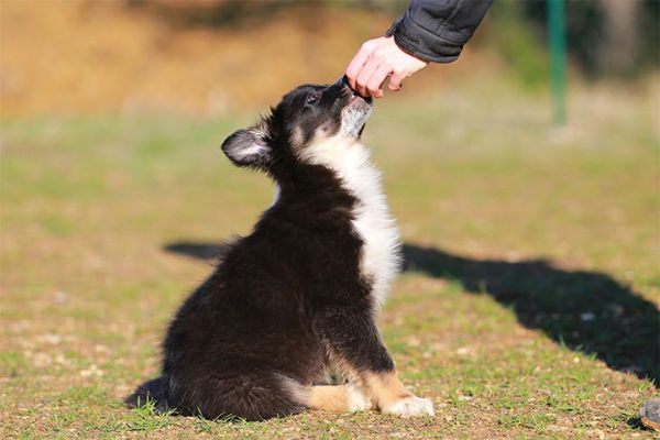 cane cucciolo