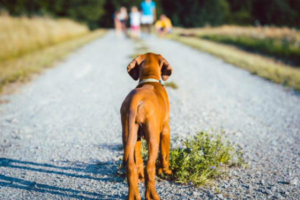 cane e famiglia