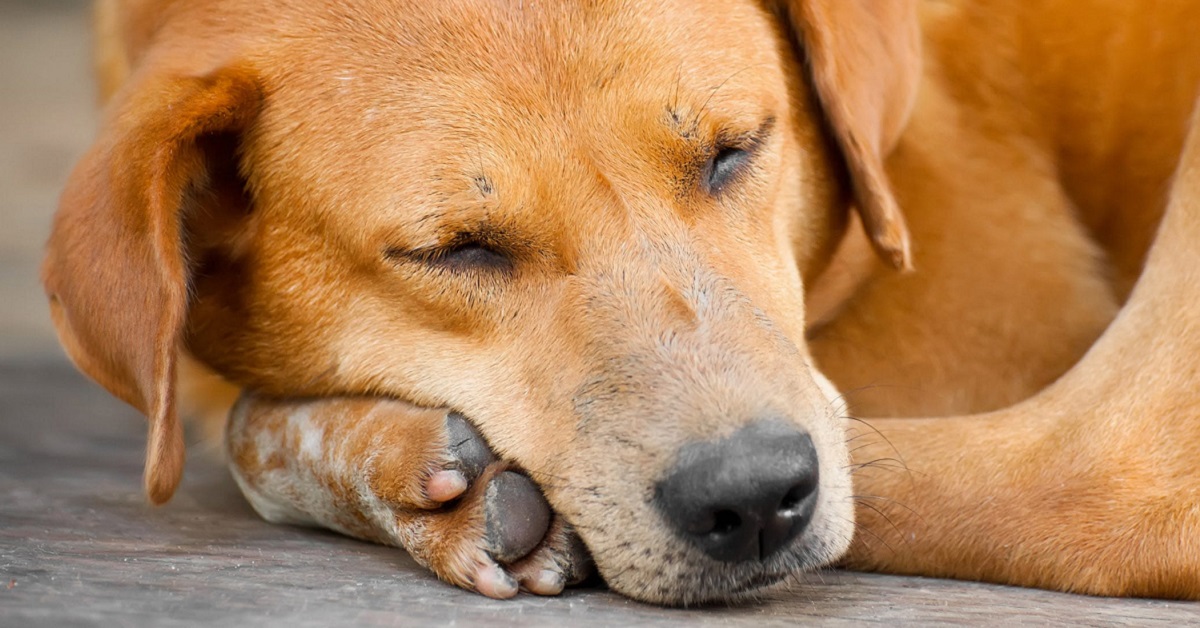 Ipossia nel cane: tutto ciò che c’è da sapere