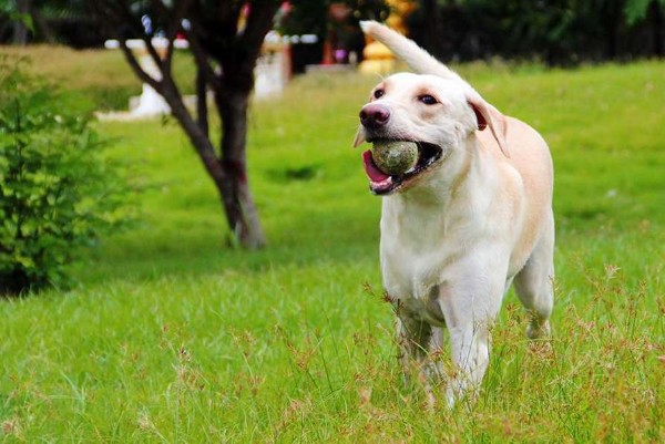 un cane riporta una pallina