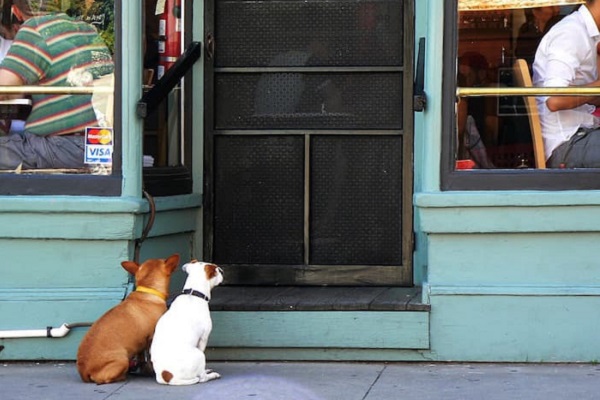 cani fuori dal ristorante