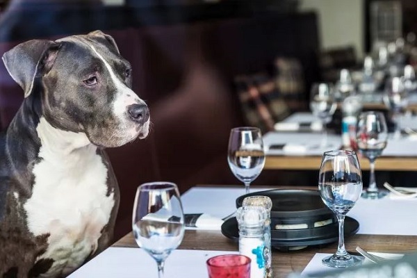 cane al tavolo di un ristorante