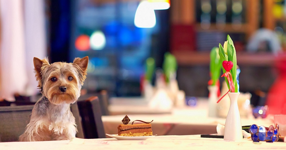 Leggi sui cani al ristorante: cosa sapere