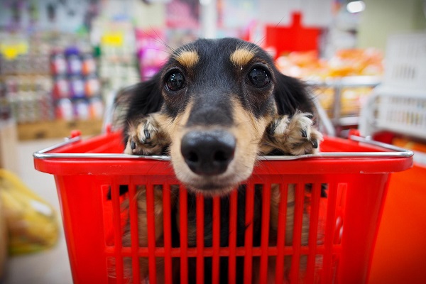 cane dentro a carrello