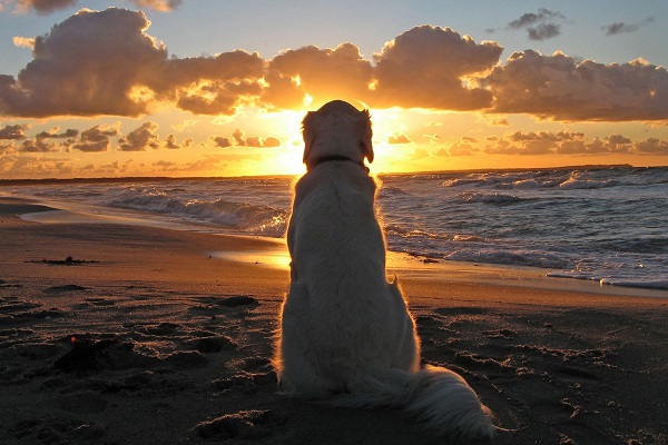 cane di spalle al tramonto